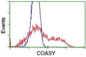 Image no. 4 for anti-CoA Synthase (COASY) antibody (ABIN1497556) (COASY 抗体)