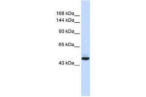 Western Blotting (WB) image for anti-Growth Regulation By Estrogen in Breast Cancer 1 (GREB1) antibody (ABIN2458363) (GREB1 抗体)