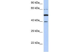 WB Suggested Anti-PNMA3 Antibody Titration: 0.