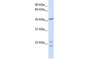 C16ORF48 antibody used at 1 ug/ml to detect target protein. (ENKD1 抗体  (C-Term))