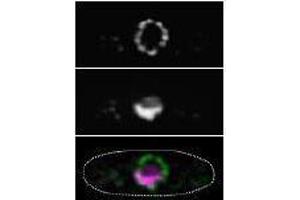 Immunofluorescence (IF) image for anti-Nucleoporin 98kDa (NUP98) (AA 1-466) antibody (ABIN2452066) (NUP98 抗体  (AA 1-466))
