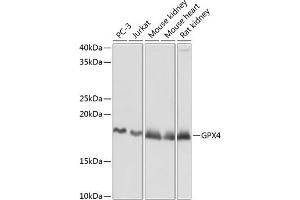 Western blot analysis of extracts of various cell lines, using GPX4 Rabbit mAb (ABIN7267436) at 1:1000 dilution. (GPX4 抗体)
