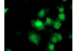 Image no. 3 for anti-Dual Specificity Phosphatase and Pro Isomerase Domain Containing 1 (DUPD1) antibody (ABIN1497926) (DUPD1 抗体)