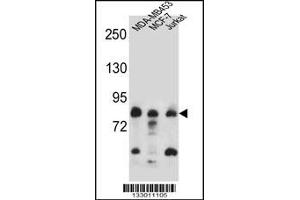 Western blot analysis in MDA-MB453,MCF-7,Jurkat cell line lysates (35ug/lane). (AFG3L2 抗体  (N-Term))