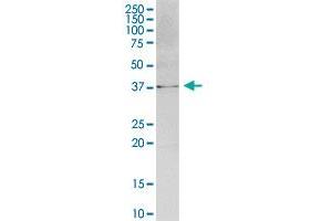 ATPGD1 MaxPab polyclonal antibody. (CARNS1 抗体  (AA 1-385))