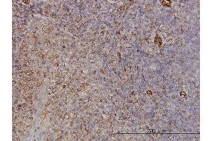 Immunoperoxidase of monoclonal antibody to PCDH8 on formalin-fixed paraffin-embedded human tonsil. (Protocadherin 8 抗体  (AA 32-120))