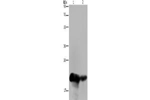 Western Blotting (WB) image for anti-Chorionic Somatomammotropin Hormone 1 (Placental Lactogen) (CSH1) antibody (ABIN2423599) (CSH1 抗体)