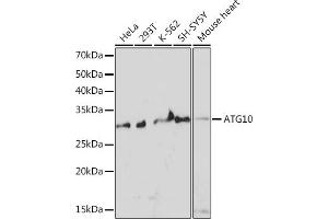 Western blot analysis of extracts of various cell lines, using  Rabbit mAb (ABIN7265787) at 1:1000 dilution. (ATG10 抗体)
