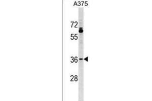 OR51T1 Antibody (C-term) (ABIN1537016 and ABIN2849836) western blot analysis in  cell line lysates (35 μg/lane). (OR51T1 抗体  (C-Term))