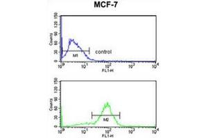 ANO7 Antibody (N-term) flow cytometry analysis of MCF-7 cells (bottom histogram) compared to a negative control cell (top histogram). (Anoctamin 7 抗体  (N-Term))