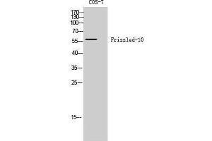 Western Blotting (WB) image for anti-Frizzled Family Receptor 10 (FZD10) (Internal Region) antibody (ABIN3184680) (FZD10 抗体  (Internal Region))