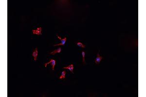 ABIN6276867 staining HepG2? (FTL 抗体  (C-Term))