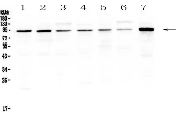 UBA2 antibody  (AA 449-564)