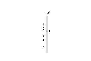 Anti-GSK3A Antibody (G83) at 1:1000 dilution + Hela whole cell lysate Lysates/proteins at 20 μg per lane. (GSK3 alpha 抗体  (N-Term))