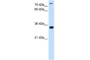 Western Blot showing C3orf31 antibody used at a concentration of 2. (TAM41 抗体  (N-Term))