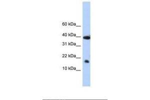 Image no. 1 for anti-Polymerase (RNA) II (DNA Directed) Polypeptide I, 14.5kDa (POLR2I) (N-Term) antibody (ABIN6737851) (POLR2I 抗体  (N-Term))