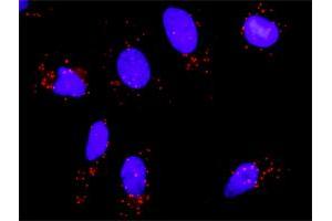 Proximity Ligation Assay (PLA) image for anti-SWI/SNF Related, Matrix Associated, Actin Dependent Regulator of Chromatin, Subfamily B, Member 1 (SMARCB1) (AA 1-385) antibody (ABIN520283)