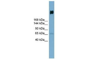 WB Suggested Anti-DMBT1 Antibody Titration:  0. (DMBT1 抗体  (N-Term))