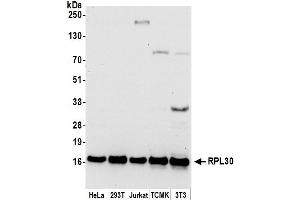 Western Blotting (WB) image for anti-Ribosomal Protein L30 (RPL30) (AA 1-50) antibody (ABIN7453011)