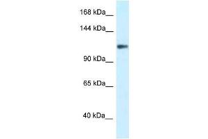 Western Blot showing KCNH3 antibody used at a concentration of 1. (KCNH3 抗体  (N-Term))