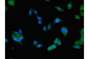 Immunofluorescent analysis of HepG2 cells using ABIN7145589 at dilution of 1:100 and Alexa Fluor 488-congugated AffiniPure Goat Anti-Rabbit IgG(H+L) (BAAT 抗体  (AA 313-400))