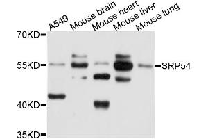 Western blot analysis of extracts of various cell lines, using SRP54 antibody (ABIN1874942) at 1:1000 dilution. (SRP54 抗体)