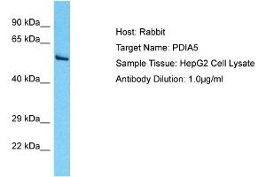Host: Rabbit Target Name: PDIA5 Sample Type: HepG2 Whole Cell lysates Antibody Dilution: 1. (PDIA5 抗体  (N-Term))