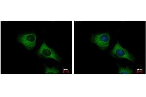 ICC/IF Image SCARA3 antibody [N2C2], Internal detects SCARA3 protein at cytoplasm by immunofluorescent analysis. (SCARA3 抗体)