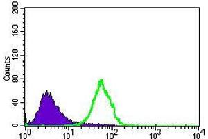 Flow cytometric analysis of HeLa cells using NES mouse mAb (green) and negative control (purple). (Nestin 抗体  (AA 419-588))