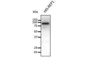 Anti-REP1 Ab at 1/1,000 dilution, 50 ng of recombinant protein per lane, rabbit polyclonal to goat lgG (HRP) at 1/10,000 dilution (CHM 抗体  (C-Term))