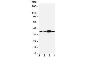 Western blot testing of APEX1 antibody and human samples 1:  U87;  2: A549;  3: SMMC-7721;  4: HeLa cell lysate. (APEX1 抗体  (Middle Region))