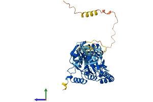 AlphaFold protein structure predicition of Mouse Recombinant B3galnt2 Protein, UniprotID Q8BG28