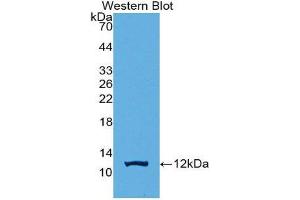 Western Blotting (WB) image for anti-Protein Kinase (CAMP-Dependent, Catalytic) Inhibitor gamma (PKIG) (AA 1-76) antibody (ABIN2116738) (PKIG 抗体  (AA 1-76))