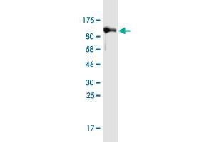 Western Blot detection against Immunogen (105. (LRRN1 抗体  (AA 1-716))