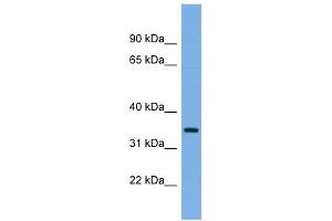 WB Suggested Anti-PLSCR1 Antibody Titration: 0. (PLSCR1 抗体  (N-Term))