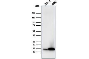 Western Blot Analysis of JEG-3 and K562 cell lysate using Galectin-1 Monospecific Mouse Monoclonal Antibody (GAL1/1831).