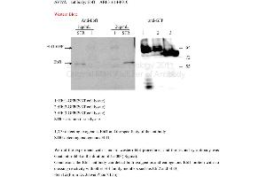 Image no. 1 for anti-Early B-Cell Factor 1 (EBF1) (N-Term) antibody (ABIN2777379) (EBF1 抗体  (N-Term))