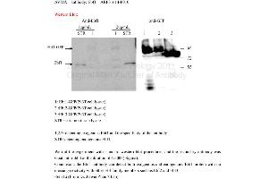 Image no. 1 for anti-Early B-Cell Factor 1 (EBF1) (N-Term) antibody (ABIN309616) (EBF1 抗体  (N-Term))