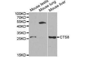 CST8 抗体  (AA 53-142)
