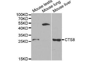 Western blot analysis of extracts of various cell lines, using CST8 antibody.