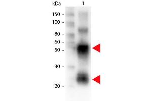 Western Blot of Biotin conjugated Rabbit anti-Swine antibody. (兔 anti-Pig IgG (Heavy & Light Chain) Antibody (Biotin) - Preadsorbed)