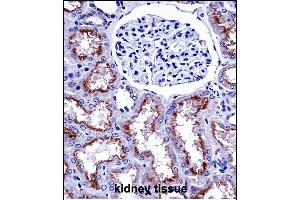 NOX4 Antibody (N-term) ((ABIN657946 and ABIN2846890))immunohistochemistry analysis in formalin fixed and paraffin embedded human kidney tissue followed by peroxidase conjugation of the secondary antibody and DAB staining. (NADPH Oxidase 4 抗体  (N-Term))