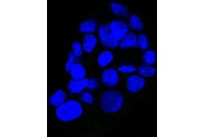 Confocal Immunofluorescent analysis of A431 cells using CF488-labeled Isotype Control MAb (IgG2a) (Green). (EGFR 抗体  (Extracellular Domain) (CF®488A))