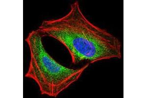 Immunofluorescence analysis of HeLa cells using PIK3R1 mouse mAb (green). (PIK3R1 抗体  (AA 159-388))