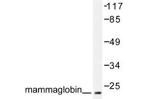 Image no. 1 for anti-Secretoglobin, Family 2A, Member 2 (SCGB2A2) antibody (ABIN271899) (Mammaglobin A 抗体)