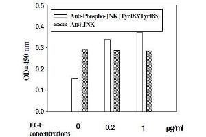 Image no. 1 for Mitogen-Activated Protein Kinase 8 (MAPK8) ELISA Kit (ABIN1981833)