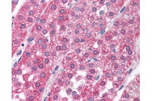 Anti-RCVRN / Recoverin antibody IHC of human adrenal. (Recoverin 抗体  (AA 131-180))