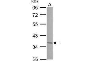 WB Image Sample (30 ug of whole cell lysate) A: 293T 10% SDS PAGE antibody diluted at 1:1000 (JunD 抗体  (Center))