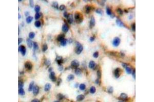 Used in DAB staining on fromalin fixed paraffin-embedded Spleen tissue (SIGLEC5 抗体  (AA 458-551))