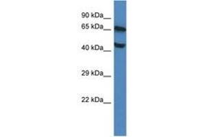 Image no. 1 for anti-Feline Leukemia Virus Subgroup C Cellular Receptor 1 (FLVCR1) (AA 223-272) antibody (ABIN6747388) (FLVCR 抗体  (AA 223-272))